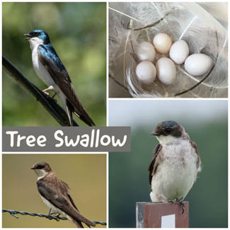 Tree Swallow